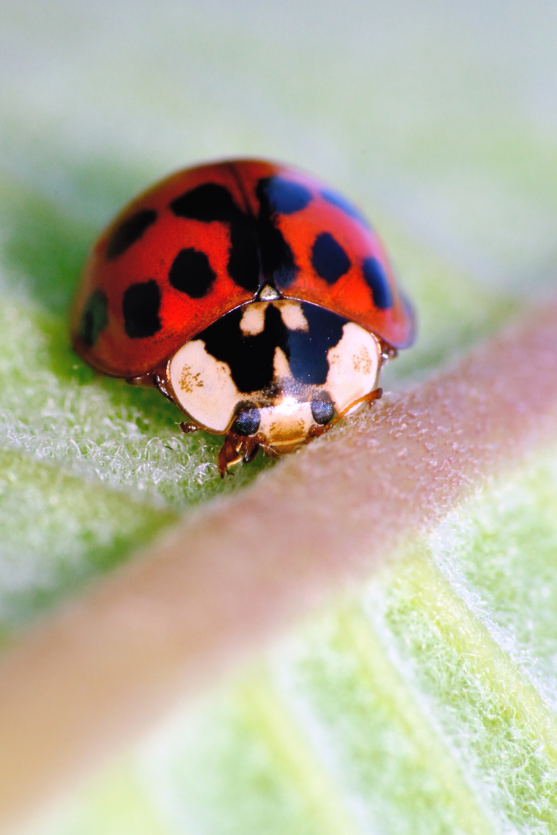 Ladybug Symbolism- HIDDEN Meaning Behind The Insect (Ladybugs As Spirit ...