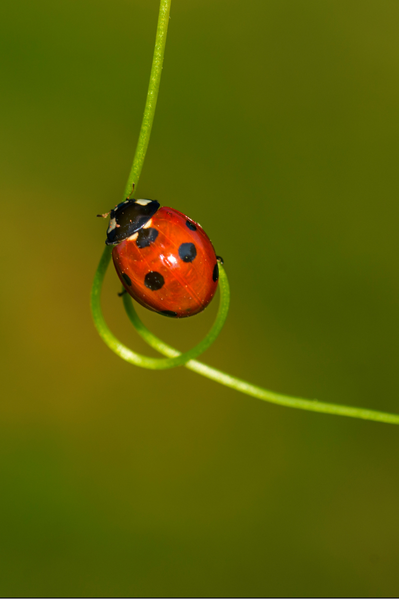 Ladybug Symbolism- HIDDEN Meaning Behind The Insect (Ladybugs As Spirit ...